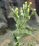 Zu-Fr&uuml;h-Bl&uuml;her (Foto: B. Schwarzberg)