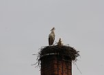 Storchenpaar wieder vereint (Foto: Nancy Hoffmann)