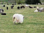 Lämmerfest auf der Ziegenalm in Sophienhof (Foto: Peter Blei) Lämmerfest auf der Ziegenalm in Sophienhof (Foto: Peter Blei)
