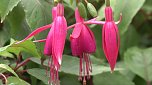 Fuchsien in der Traditionsbrennerei (Foto: nnz)