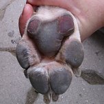 Durchgelaufen (Foto: C. Knust) Durchgelaufen (Foto: C. Knust)