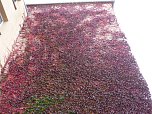 Herbstliches in Nordhausen (Foto: W. Kaiser)