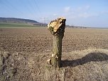 Geschneitelte Kopfweiden bei Heringen (Foto: Klaus-Wilhelm Br&uuml;ggemann)