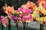 Orchideen in Nordhausen (Foto: Peter Blei) Orchideen in Nordhausen (Foto: Peter Blei)