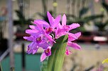 Orchideen in Nordhausen (Foto: Peter Blei) Orchideen in Nordhausen (Foto: Peter Blei)