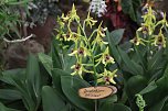 Orchideen in Nordhausen (Foto: Peter Blei) Orchideen in Nordhausen (Foto: Peter Blei)
