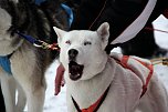 Schlittenhunderennen in Benneckenstein (Foto: Peter Blei)