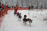 Schlittenhunderennen in Benneckenstein (Foto: Peter Blei)