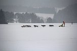 Schlittenhunderennen in Benneckenstein (Foto: Peter Blei)
