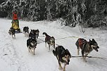 Schlittenhunderennen in Benneckenstein (Foto: Peter Blei)
