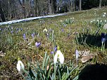 Ein Hauch von Fr&uuml;hling (Foto: J. Panse)