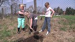 Laubb&auml;ume gepflanzt (Foto: nnz)