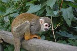 Affenwald Erlebnispark Straußberg (Foto: Sven Gämkow) Affenwald Erlebnispark Straußberg (Foto: Sven Gämkow)