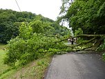 Baum umgest&uuml;rtzt (Foto: BFW)