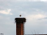 Der erste Storch in Windehausen (Foto: G. Struve) Der erste Storch in Windehausen (Foto: G. Struve)