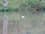 Wasser im Teich und im Park (Foto: nnz) Wasser im Teich und im Park (Foto: nnz)