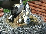 Neues aus dem Storchenest (Foto: A. Rzehak)