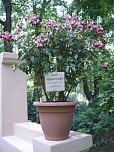 Parkfest: Neuzüchtung Fuchsie "Park Hohenrode" Leihgabe zum Fritz Kneiff 150. Geburtstagfeier. (Foto: privat) Parkfest: Neuzüchtung Fuchsie "Park Hohenrode" Leihgabe zum Fritz Kneiff 150. Geburtstagfeier. (Foto: privat)