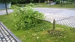 B&auml;ume gef&auml;llt (Foto: privat)