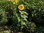 Sonnenblume (Foto: Bernd Thielbeer)