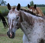 Abendspaziergang (Foto: Karin Lehmann, Peter Blei) Abendspaziergang (Foto: Karin Lehmann, Peter Blei)