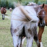 Abendspaziergang (Foto: Karin Lehmann, Peter Blei) Abendspaziergang (Foto: Karin Lehmann, Peter Blei)