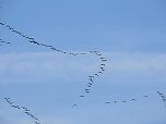 Kraniche am Stausee Kelbra (Foto: Peter Blei) Kraniche am Stausee Kelbra (Foto: Peter Blei)