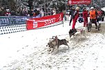 Schlittenhunderennen in Benneckenstein (Foto: Karin Lehmann) Schlittenhunderennen in Benneckenstein (Foto: Karin Lehmann)