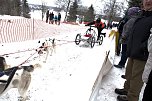 Schlittenhunderennen in Benneckenstein (Foto: Karin Lehmann) Schlittenhunderennen in Benneckenstein (Foto: Karin Lehmann)