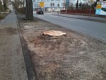 B&auml;ume in der Nordh&auml;user Uferstra&szlig;e mussten fallen (Foto: Peter Blei)