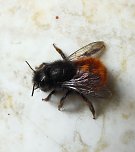 Besuch eines Frühlingsboten: Steinhummel (Foto: Peter Blei) Besuch eines Frühlingsboten: Steinhummel (Foto: Peter Blei)