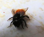 Besuch eines Frühlingsboten: Steinhummel (Foto: Peter Blei) Besuch eines Frühlingsboten: Steinhummel (Foto: Peter Blei)