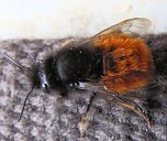 Besuch eines Frühlingsboten: Steinhummel (Foto: Peter Blei) Besuch eines Frühlingsboten: Steinhummel (Foto: Peter Blei)