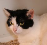 Animal hording in Nordhausen (Foto: privat)