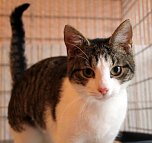 Animal hording in Nordhausen (Foto: privat)