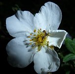 Blütenpracht in der Nordhäuser Nacht (Foto: Peter Blei) Blütenpracht in der Nordhäuser Nacht (Foto: Peter Blei)