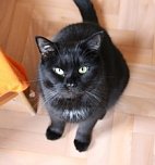 Zum Frühlingsfest konnte der Tierschutzverein Nordhausen viele Gäste begrüßen (Foto: Tierschutz Nordhausen e.V) Zum Frühlingsfest konnte der Tierschutzverein Nordhausen viele Gäste begrüßen (Foto: Tierschutz Nordhausen e.V)