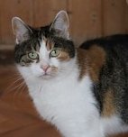 Zum Frühlingsfest konnte der Tierschutzverein Nordhausen viele Gäste begrüßen (Foto: Tierschutz Nordhausen e.V) Zum Frühlingsfest konnte der Tierschutzverein Nordhausen viele Gäste begrüßen (Foto: Tierschutz Nordhausen e.V)