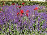 Bl&uuml;tenpracht in Nordhausens Promenade (Foto: Peter Blei)