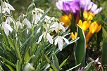 Gr&uuml;&szlig;e vom Fr&uuml;hling (Foto: M. Schmidt)