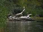 Impressionen am Muldenstausee (Foto: Peter Blei) Impressionen am Muldenstausee (Foto: Peter Blei)