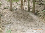 Ameisenhaufen zugesch&uuml;tttet (Foto: B. Schwarzberg)