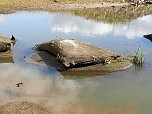 In der Elbe gefunden (Foto: Peter Blei) In der Elbe gefunden (Foto: Peter Blei)