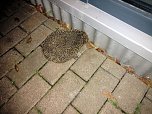 Ein Igel aus Abwegen (Foto: Peter Blei)