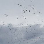 Kraniche &uuml;ber Nordhausen (Foto: privat)