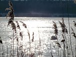 Tiere und Landschaft am Goitzschesee (Foto: Peter Blei) Tiere und Landschaft am Goitzschesee (Foto: Peter Blei)