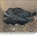 Einst aus dem Stadtbild verschwundenen, brüten heute wieder zwischen 25 und 30 Dohlen-Brutpaare im Landkreis. (Foto: privat) Einst aus dem Stadtbild verschwundenen, brüten heute wieder zwischen 25 und 30 Dohlen-Brutpaare im Landkreis. (Foto: privat)