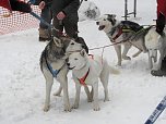 Schlittenhunderennen 2016 in Benneckenstein (Foto: Peter Blei)