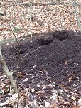 Klasse Wald!: Hier hat der Gr&uuml;nspecht sein Unwesen an dem Ameisenhaufen getrieben.  (Foto: privat)