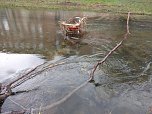 Einkaufswagen im Fluss (Foto: Peter Blei)